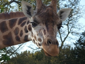 cala-millor-safari-zoo
